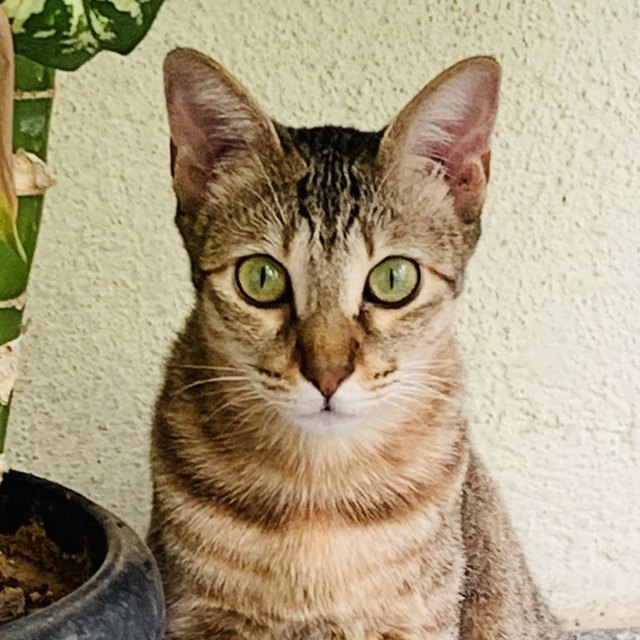 Primo piano di un gatto tigrato marrone con gli occhi verdi
