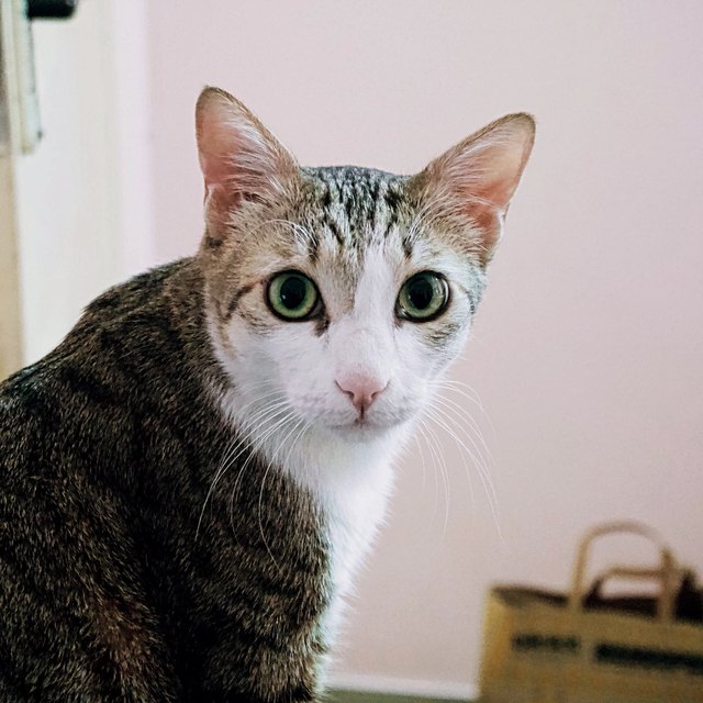Gatto bianco e tigrato con grandi occhi verdi che guarda l'obiettivo